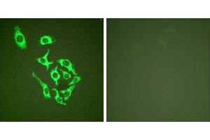 Peptide - +Immunofluorescence analysis of HepG2 cells, using HSP60 antibody (#C0233). (HSPD1 抗体)