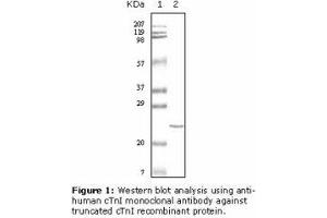 Image no. 2 for anti-Cardiac Troponin I (TNNI3) antibody (ABIN232097) (TNNI3 抗体)