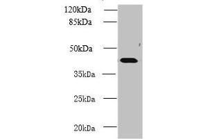 Western blot All lanes: NME7 antibody at 12 μg/mL + Mouse liver tissue Secondary Goat polyclonal to rabbit IgG at 1/10000 dilution Predicted band size: 43, 39 kDa Observed band size: 43 kDa (NME7 抗体  (AA 1-150))
