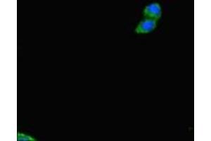 Immunofluorescent analysis of HepG2 cells using ABIN7159837 at dilution of 1:100 and Alexa Fluor 488-congugated AffiniPure Goat Anti-Rabbit IgG(H+L) (PLD6 抗体  (AA 1-252))