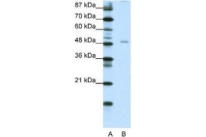 WB Suggested Anti-NFIB Antibody Titration:  1. (NFIB 抗体  (Middle Region))