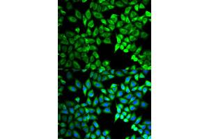 Immunofluorescence (IF) image for anti-Chromosome 10 Open Reading Frame 2 (C10ORF2) antibody (ABIN1876491)