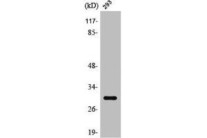 Western Blot analysis of 293 cells using Rab 34 Polyclonal Antibody (RAB34 抗体  (C-Term))