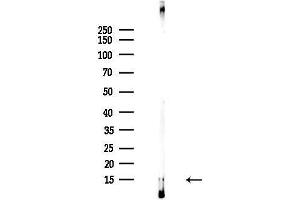 Western blot analysis of lysates from HepG2 cells(UV,30 min treatment), using FABP7 Antibody at 1/1000 dilution.