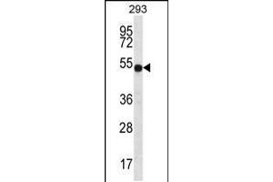 Western blot analysis in 293 cell line lysates (35ug/lane). (ATP6V1B1 抗体  (C-Term))