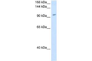 WB Suggested Anti-RNF40 Antibody Titration:  1. (RNF40 抗体  (C-Term))