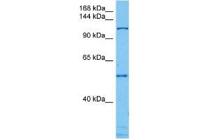 Host:  Mouse  Target Name:  CAND1  Sample Tissue:  Mouse Testis  Antibody Dilution:  1ug/ml (CAND1 抗体  (N-Term))