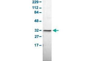 Western Blot analysis of human cell line RT-4. (HMGCL 抗体  (AA 43-184))