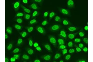 Immunofluorescence analysis of A549 cells using POLR2J antibody. (POLR2J 抗体)