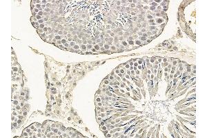 eIF2B epsilon Mouse Monoclonal Antibody at 1/100 staining rat testis tissue by IHC-P.