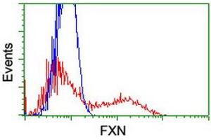 HEK293T cells transfected with either RC204880 overexpress plasmid (Red) or empty vector control plasmid (Blue) were immunostained by anti-FXN antibody (ABIN2455528), and then analyzed by flow cytometry. (Frataxin 抗体)