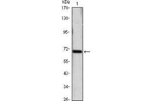 Western blot analysis using HSP70 mouse mAb against Hela (1) cell lysate. (HSP70 抗体)