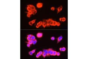Immunofluorescence analysis of MCF7 cells using USP18 Rabbit pAb (ABIN7271145) at dilution of 1:250 (40x lens). (USP18 抗体  (AA 200-300))
