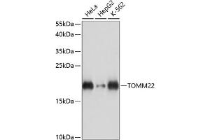 Western blot analysis of extracts of various cell lines, using TOMM22 antibody (ABIN7270931) at 1:3000 dilution. (TOMM22 抗体  (AA 1-83))
