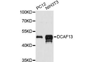 Western blot analysis of extracts of various cell lines, using DCAF13 antibody (ABIN6292434) at 1:3000 dilution. (DCAF13 抗体)