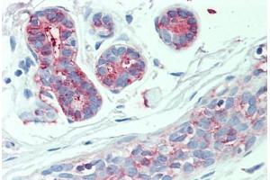 Anti-SLC4A2 antibody  ABIN1049341 IHC staining of human breast. (SLC4A2 抗体  (Internal Region))