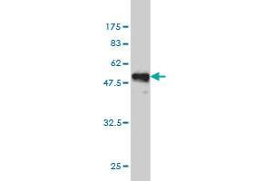 Western Blotting (WB) image for anti-Adenylate Kinase 1 (AK1) (AA 1-194) antibody (ABIN559821)