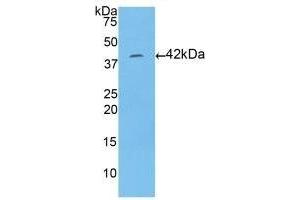 Detection of Recombinant HIST1H2AA, Human using Polyclonal Antibody to Histone Cluster 1, H2aa (HIST1H2AA) (HIST1H2AA 抗体  (AA 2-131))