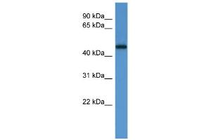 WB Suggested Anti-LCOR Antibody Titration: 0.