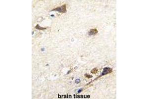 Immunohistochemistry (IHC) image for anti-Acetylcholinesterase (AChE) antibody (ABIN3003530) (Acetylcholinesterase 抗体)