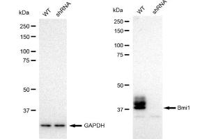 Western blotting analysis using Bmi1 antibody (ABIN7797772).