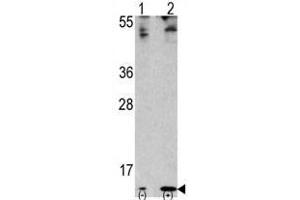 Image no. 2 for anti-Finkel-Biskis-Reilly Murine Sarcoma Virus (FBR-MuSV) Ubiquitously Expressed (FAU) (C-Term) antibody (ABIN357136) (FAU 抗体  (C-Term))