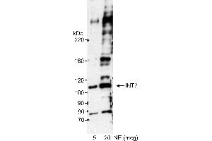 Western Blotting (WB) image for anti-Integrator Complex Subunit 7 (INTS7) (AA 850-900) antibody (ABIN7449405) (INTS7 抗体  (AA 850-900))
