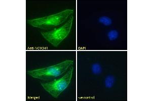 ABIN768617 Immunofluorescence analysis of paraformaldehyde fixed HeLa cells, permeabilized with 0. (NOTCH4 抗体  (AA 1261-1273))