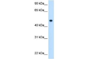 Complement C8b antibody used at 0. (C8B 抗体  (Middle Region))