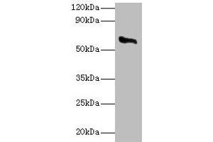 Western blot All lanes: CYP11A1 antibody at 2 μg/mL + Rat adrenal gland tissue Secondary Goat polyclonal to rabbit IgG at 1/10000 dilution Predicted band size: 61, 43 kDa Observed band size: 61 kDa (CYP11A1 抗体  (AA 40-521))