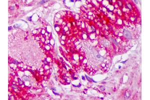 Anti-TRPV3 antibody IHC of human colon, ganglion. (TRPV3 抗体  (AA 458-474) (PerCP))