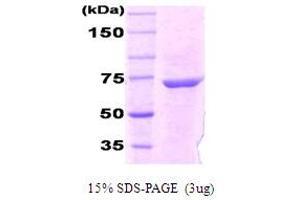 SDS-PAGE (SDS) image for DnaK (AA 1-638), (full length) protein (ABIN666804) (DnaK (AA 1-638), (full length) 蛋白)