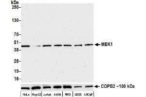 Western Blotting (WB) image for anti-Mitogen-Activated Protein Kinase Kinase 1 (MAP2K1) (AA 343-393) antibody (ABIN7453325)