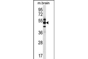 GPS1 Antibody (Center) (ABIN656634 and ABIN2845879) western blot analysis in mouse brain tissue lysates (35 μg/lane). (GPS1 抗体  (AA 141-170))