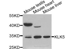 Western blot analysis of extracts of various cell lines, using KLK5 antibody (ABIN5971539) at 1:400 dilution. (Kallikrein 5 抗体)