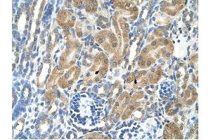 PARL antibody was used for immunohistochemistry at a concentration of 4-8 ug/ml to stain Epithelial cells of renal tubule (arrows) in Human Kidney. (PARL 抗体  (N-Term))
