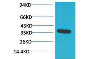 Western Blotting (WB) image for anti-Glyceraldehyde-3-Phosphate Dehydrogenase (GAPDH) antibody (ABIN3188047) (GAPDH 抗体)
