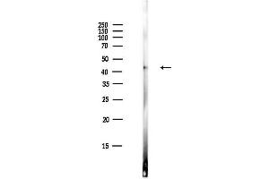 Western blot analysis of lysates from HepG2 cells(LPS,4h treatment), using MEK2 Antibody at 1/1000 dilution.