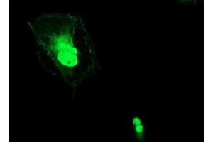 Anti-ERCC1 mouse monoclonal antibody (ABIN2455549) immunofluorescent staining of COS7 cells transiently transfected by pCMV6-ENTRY ERCC1 (RC200478). (ERCC1 抗体)