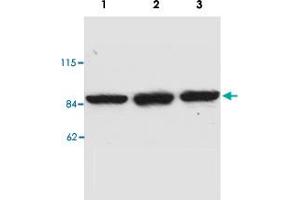 Western blot analysis of MAD1L1 monoclonal antibody, clone P22. (MAD1L1 抗体)