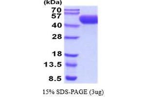 SDS-PAGE (SDS) image for Poliovirus Receptor-Related 1 (Herpesvirus Entry Mediator C) (PVRL1) (AA 31-355) protein (His tag) (ABIN5854490)