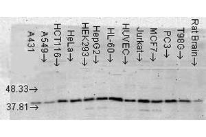 Western Blot analysis of Human Cell lysates showing detection of p38 MAPK protein using Mouse Anti-p38 MAPK Monoclonal Antibody, Clone 9F12 . (MAPK14 抗体  (Biotin))