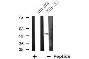 Western blot analysis of extracts from NIH-3T3 cells, using DUSP10 antibody. (DUSP10 抗体  (Internal Region))