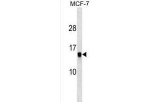 HIST1H2AG Antibody (C-term) (ABIN1536631 and ABIN2850050) western blot analysis in MCF-7 cell line lysates (35 μg/lane). (HIST1H2AG 抗体  (C-Term))