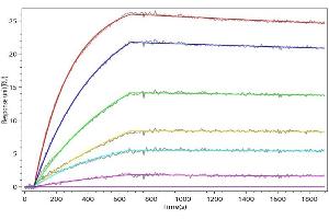ROR2 Recombinant Monoclonal Antibody captured on Protein A Chip can bind Human ROR2 with an affinity constant of 0.
