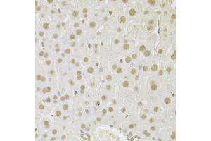 Immunohistochemistry of paraffin-embedded mouse liver using SFN Antibody. (14-3-3 sigma/SFN 抗体  (AA 1-248))