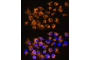 Immunofluorescence analysis of HeLa cells using  Rabbit pAb (ABIN6134011, ABIN6136599, ABIN6136600 and ABIN6224718) at dilution of 1:100. (ADRB3 抗体  (AA 1-100))