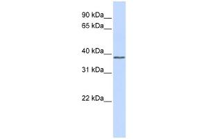Western Blotting (WB) image for anti-Activating Transcription Factor 4 (Tax-Responsive Enhancer Element B67) (ATF4) (Middle Region) antibody (ABIN2792651)