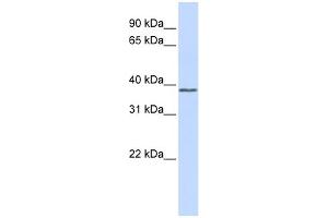 WB Suggested Anti-ATF4 Antibody Titration:  0. (ATF4 抗体  (Middle Region))
