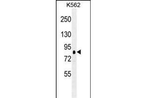 RPS6KA1 antibody (ABIN659087 and ABIN2838075) western blot analysis in K562 cell line lysates (35 μg/lane). (RPS6KA1 抗体)